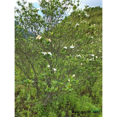 黃枙子，小葉枙子