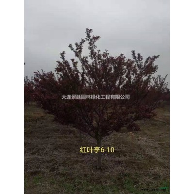 光輝海棠8-10公分