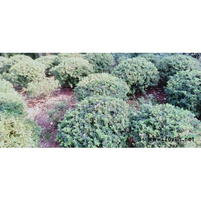 重慶地區供應冠150-200春鵑球200株