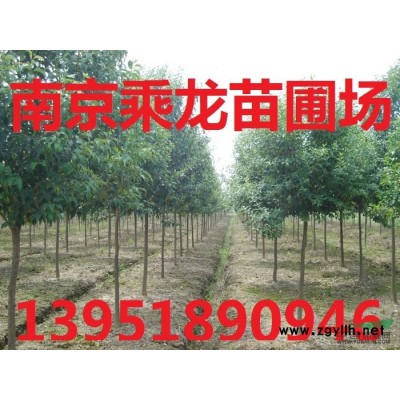 10公分_11公分北美楓香價格