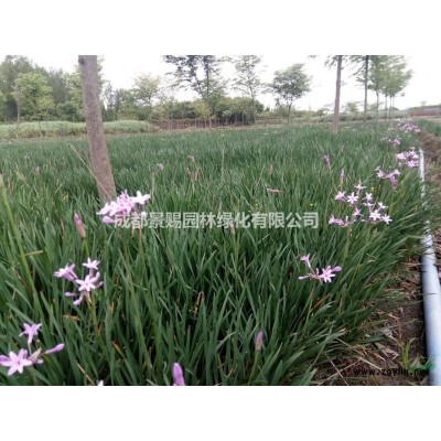 歐月預定 歐月批發 歐月種植基地直銷 工程用花歐月請直接下單