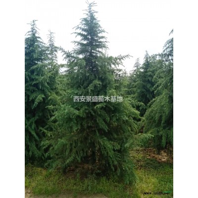 西安小葉黃楊種植批發基地