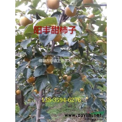 哪里有藥用連翹苗批發(fā)？山西絳縣古絳鎮(zhèn)衛(wèi)勇苗木經(jīng)銷(xiāo)部