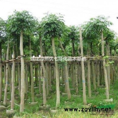 精品重瓣扶桑大紅花