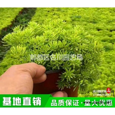 貴州羅漢竹種植基地_羅漢竹價格_供應(yīng)佛肚竹_佛肚竹盆景_景觀竹價格