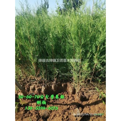 一年連翹苗產地批發+1年連翹苗今年價格+1年連翹苗?。?></a></div>
<p><a href=