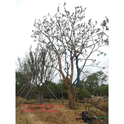 長興瑞盛苗木專業(yè)合作社