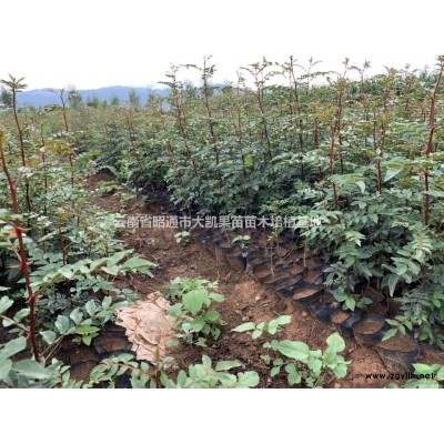 2021年花椒苗供應，云南花椒苗，云南昭通花椒苗，四川花椒苗，貴州花椒苗供應。