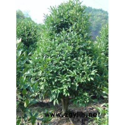 大葉冬青苦丁茶 （種植于迪士尼）