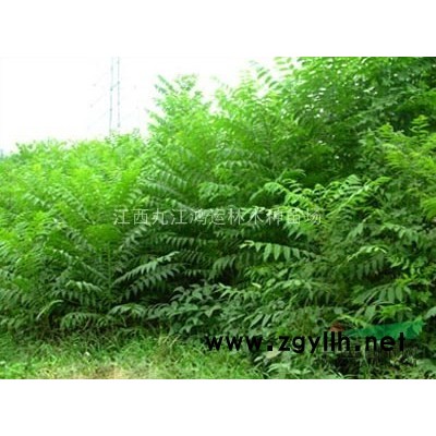 江西大葉女貞，江西九江大葉女貞種植技術