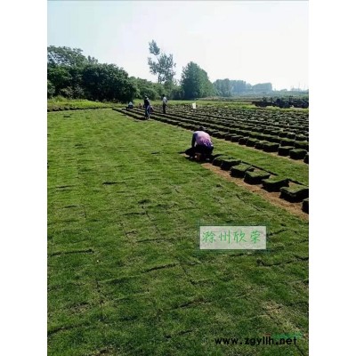 供應(yīng)新鮮 優(yōu)質(zhì) 馬尼拉  百慕大 四季青