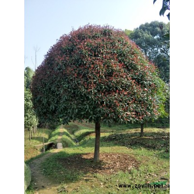 單桿香櫞，叢生香櫞，自己苗圃，基地直銷，一手貨源