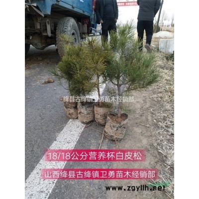 今日連翹苗價格=今年連翹苗價格=1年連翹苗價格