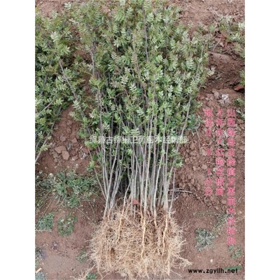 1-3年生藥用連翹苗種植基地 300萬(wàn)株藥用連翹苗產(chǎn)地直銷(xiāo)