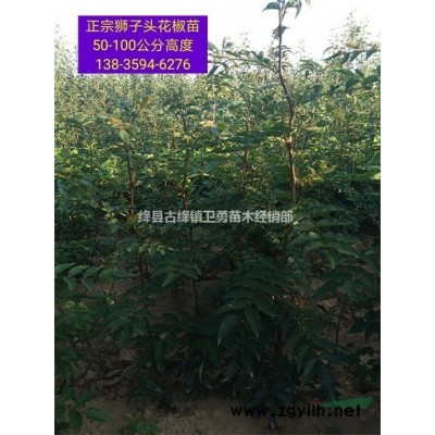 稷山連翹苗價(jià)格稷山連翹苗種植基地 稷山哪里有連翹苗批發(fā)？