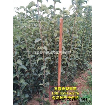 2017年新1年生2年生藥用連翹苗報(bào)價(jià)