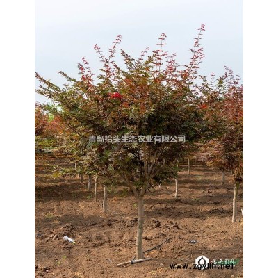 繽紛秋色（太平洋晚霞）