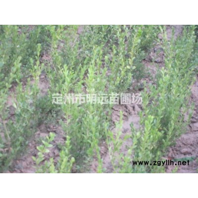 連翹 東北連翹 華北連翹 金鐘連翹 連翹小苗 連翹價(jià)格