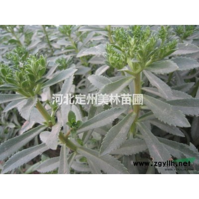 連翹 華北連翹 東北連翹 金鐘連翹 連翹價(jià)格 連翹小苗