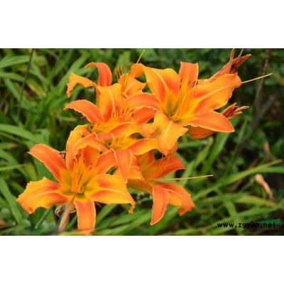 山東紅葉碧桃，山東連翹，山東青州紅葉碧桃，青州連翹