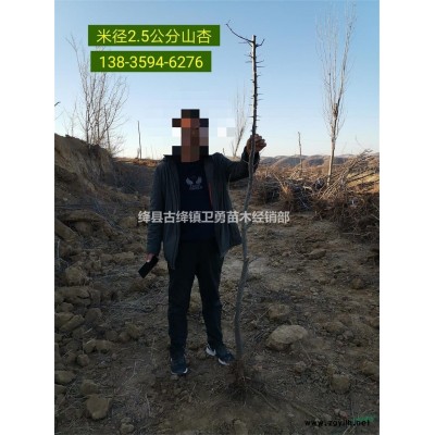 1年連翹苗哪里有賣(mài) 山西哪里有1年連翹苗 1年連翹苗價(jià)格