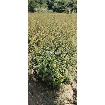 精品16公分紅櫸