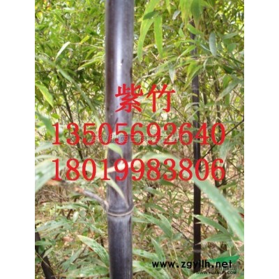 紅果冬青圖片/紅果冬青報(bào)價(jià)