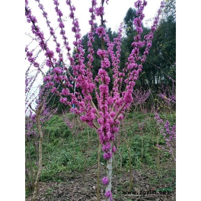 九龍桂，金桂，銀桂，四季桂 ，八月桂