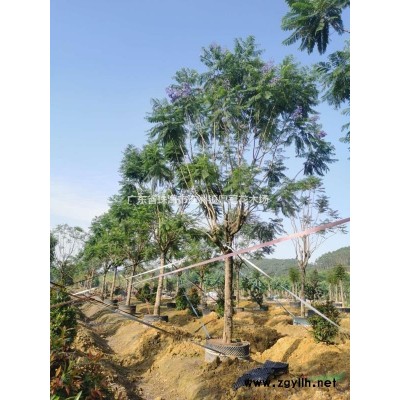 藍花楹/藍霧樹綠化苗木大量生產基地