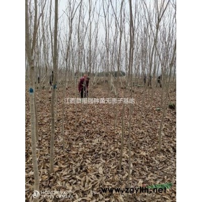 濕地松1一20公分