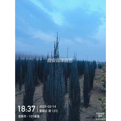 輝煌女貞