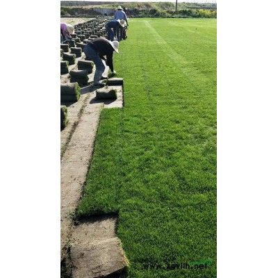 常年低價(jià)供應(yīng)百慕大草坪，馬尼拉草坪，混播草坪，四季青草坪