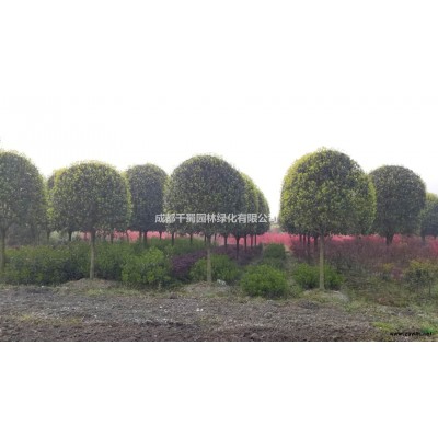 四川金邊連翹杯苗苗圃直銷