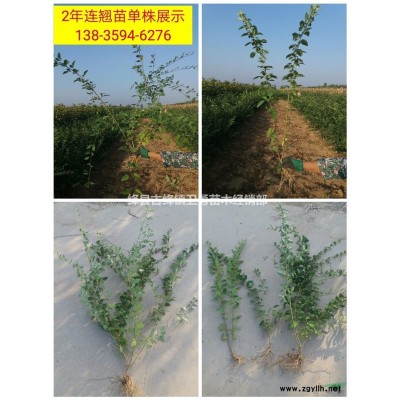 連翹苗種植數量時間 1米連翹苗哪里有