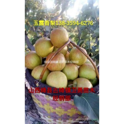 藥用連翹苗幾年結(jié)果？3年生結(jié)果藥用連價(jià)格