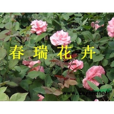 地栽連翹，地棵連翹，連翹價格