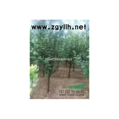 發(fā)冒15公分法桐價格300元 速生綠化法桐批發(fā)價格