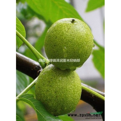 櫻桃樹 櫻桃樹苗2/3/4公分價格===廠家直銷量大從優