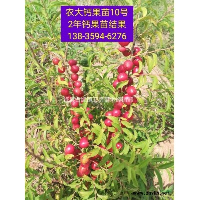 山西連翹苗價格+河南連翹苗價格=藥用連翹苗價格