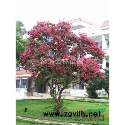 4m 5m 6m雪松 你們還有市場嗎？瘋狂降價