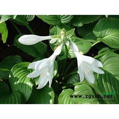 桑托斯馬鞭草，矮生馬鞭草，桑托斯