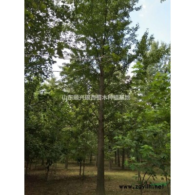 山東銀杏 精品銀杏 嫁接銀杏 銀杏樹基地 大規格銀杏