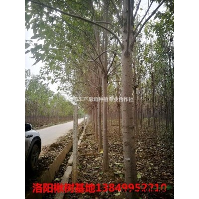 皂角樹 皂角苗 洛陽皂角基地 皂角綠化 高產皂角刺 12公分