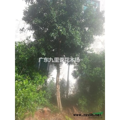 廣東山竹子 莽吉柿、鳳果、倒稔子有大量供應 綠化樹 庭院果樹