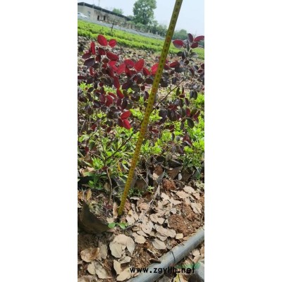 長期出售大杯色塊杯苗