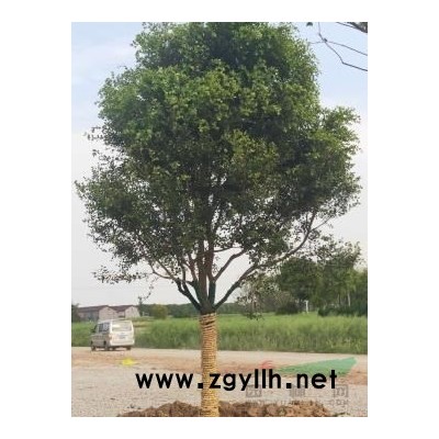 28公分的精品櫸樹，分支點1米5，盆型好，樹干直。有需要的可以..