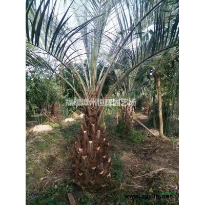 福建漳州老人葵病蟲(chóng)害防治