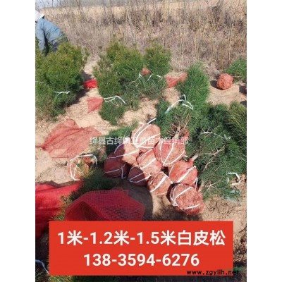 1年2年藥用連翹苗 山西藥用連翹苗專業種植合作社 藥用連翹苗