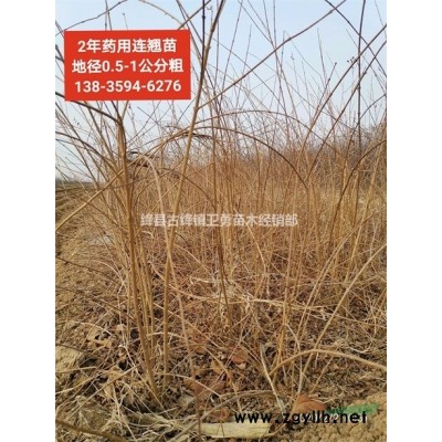 陜西藥用連翹苗價(jià)格 陜西藥用連翹苗種植基地  陜西連翹苗批發(fā)