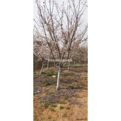 山東供應(yīng)垂枝櫻 精品垂直櫻 精品垂枝櫻規(guī)格*